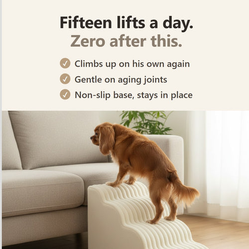 Cavalier King Charles Spaniel climbing Lapside dog stairs to reach the sofa