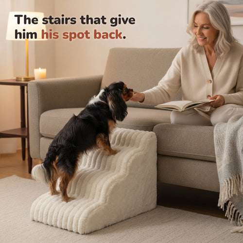 Senior dog climbing Lapside stairs to reach the sofa