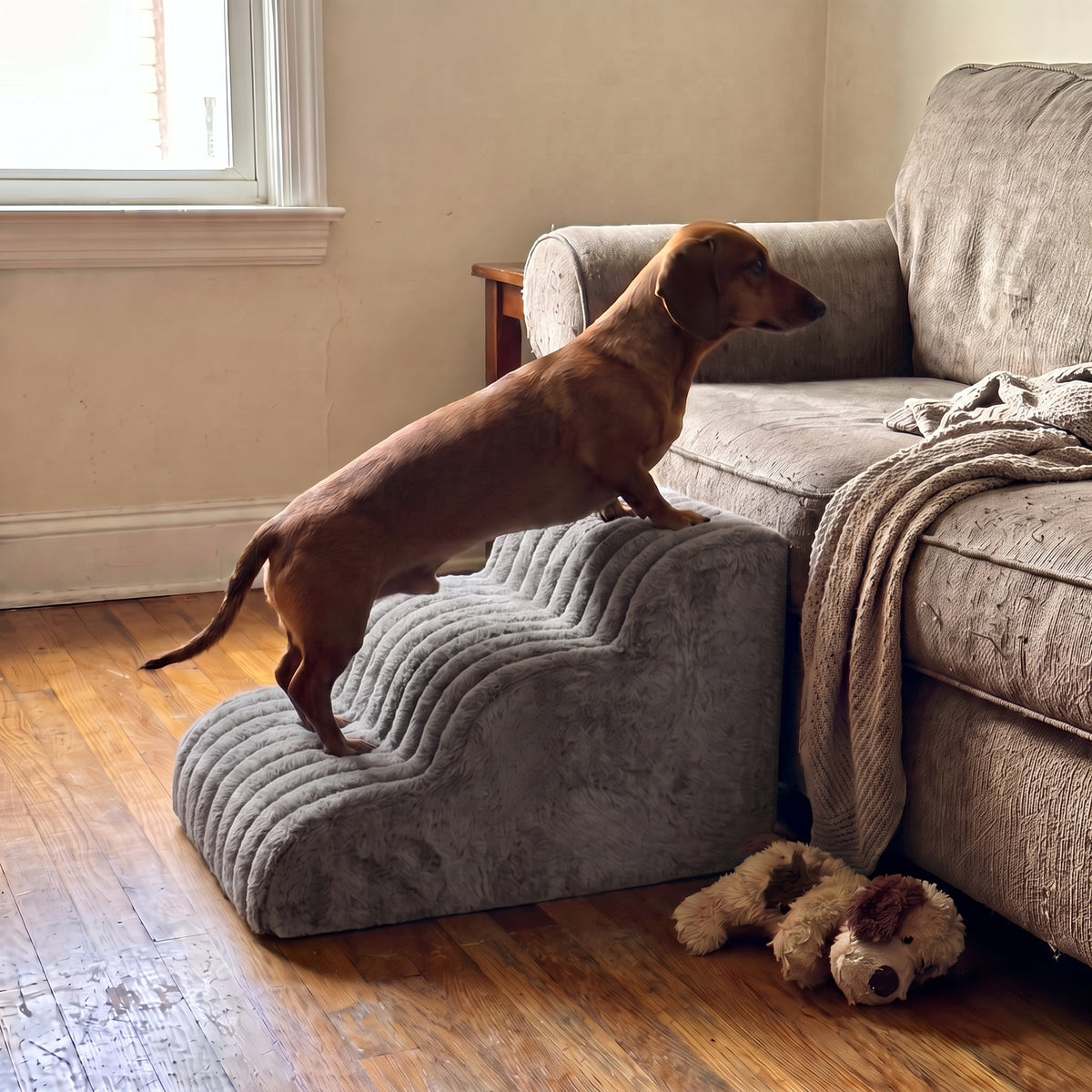 Dachshund climbing Lapside stairs in Slate