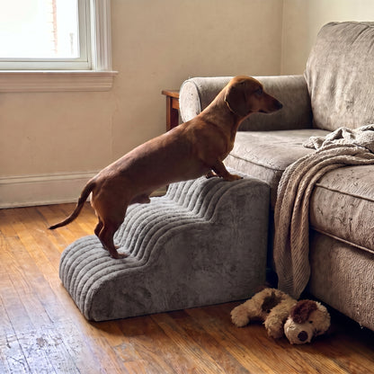 Dachshund climbing Lapside stairs in Slate