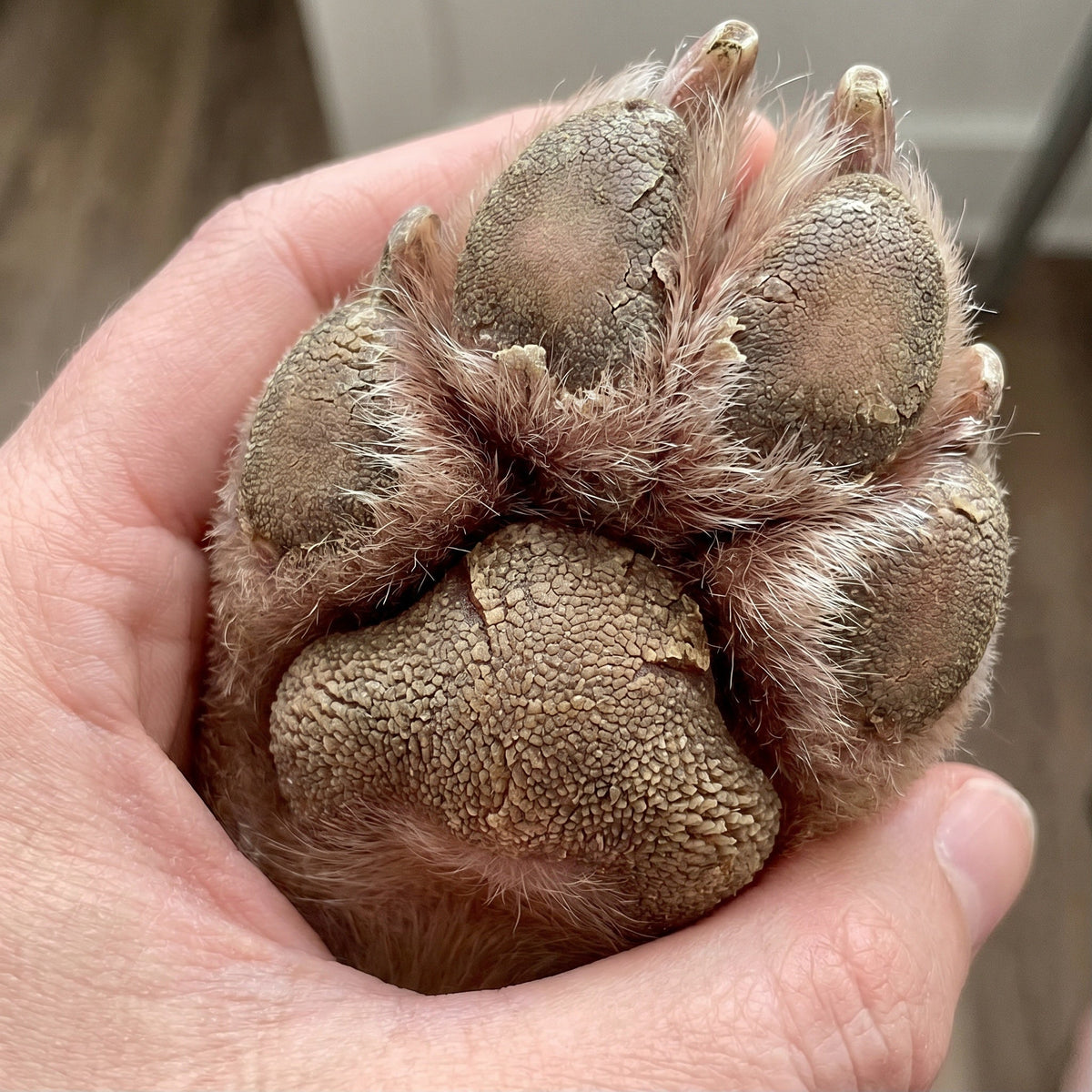 Close up of a dry cracked dog paw pad
