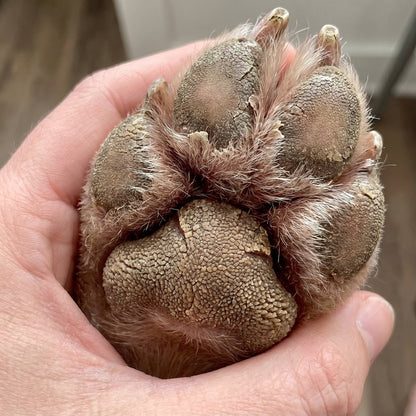 Close up of a dry cracked dog paw pad